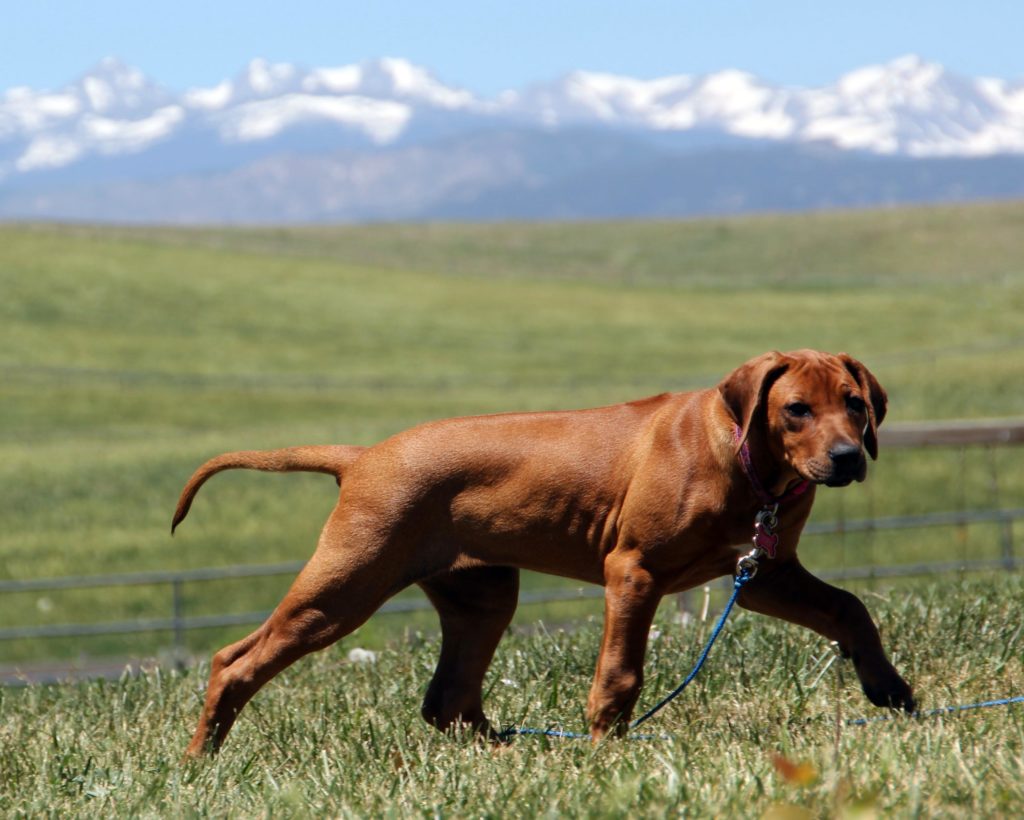 Nicknames for Rhodesians – Lookout Ridge Rhodesian Ridgebacks