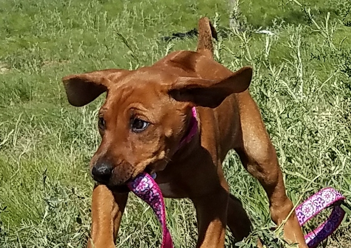 Lure Coursing — Colorado Rhodesian Ridgeback Club