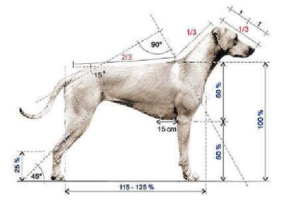 Akc standard hot sale